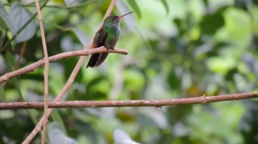 Hummingbird on a branch at Corinto Pearl, La Ceiba