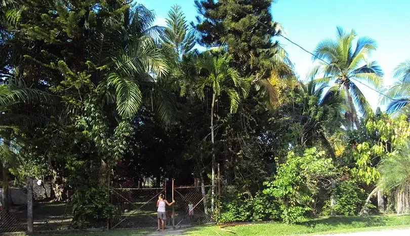 Large corner lot with tall palms and trees in Barrio Venecia, Tela