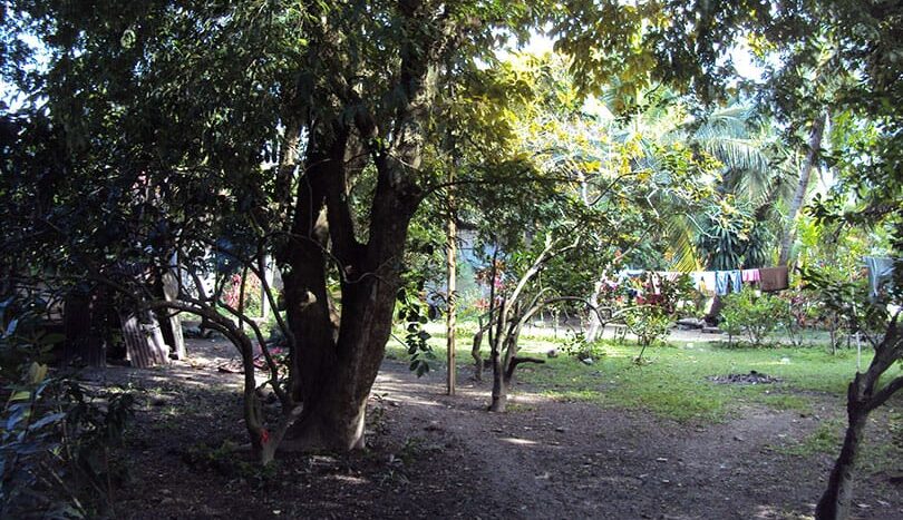 Shaded grounds with mature trees on the corner lot in Barrio Venecia, Tela