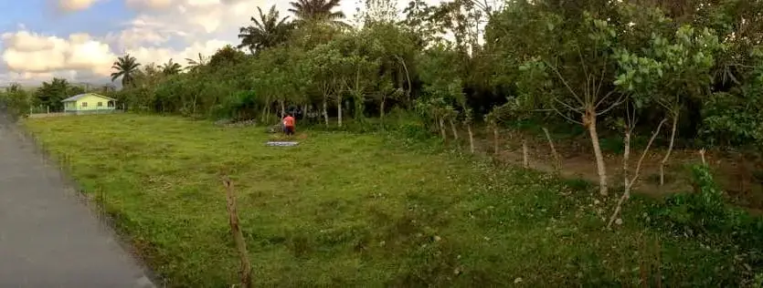 Open land with trees on the Indura Beach Resort road, Tela