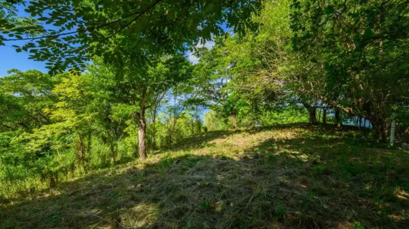 Ocean view lot with trees in Punta Gorda, Roatan