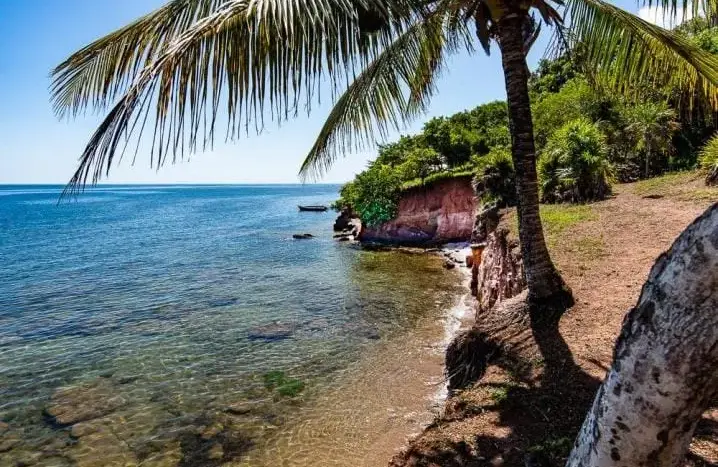 Beachfront with palm tree in Camp Bay, Roatan
