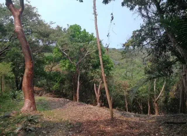 Wooded ocean view lot in Pollytilly Bight, Roatan