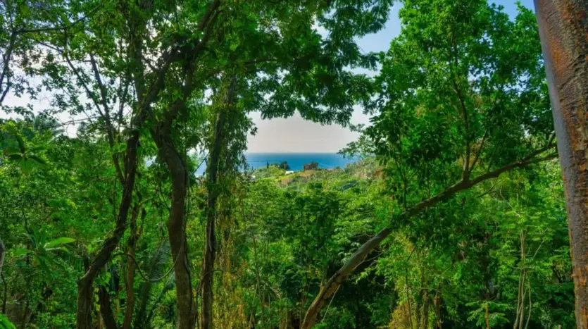 Ocean view through the trees on the Zolitur Road lot, French Harbour, Roatan