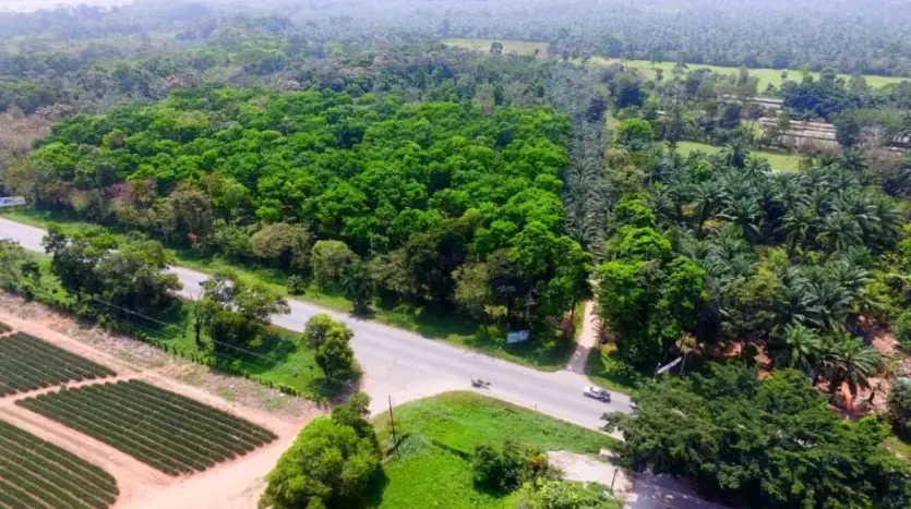 Vista aérea de la calle y los campos en Corinto Pearl, La Ceiba