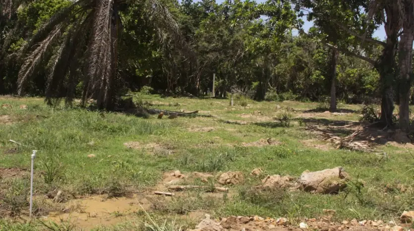 Grassy 1,000 m² lot 172 with palms at Trujillo Beach Eco Development