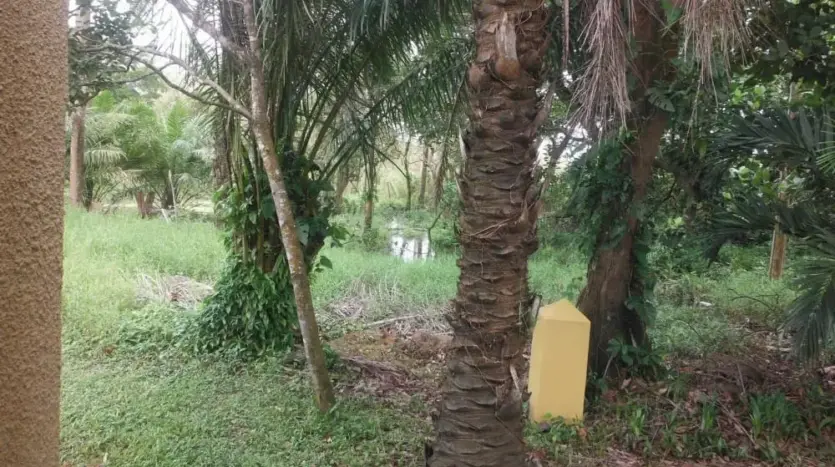 Jardín tropical en Trujillo Beach Eco-Development