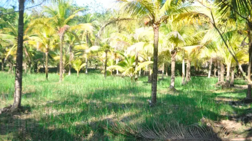 Coconut palms on the land in Tela Bay