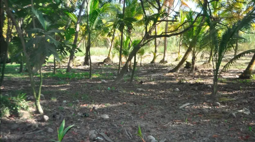 Palm grove on the 14,403 m² land in Tela Bay