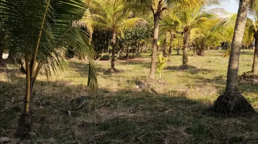 Coconut palms on the land in Tela Bay