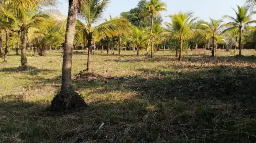 Rows of palm trees on the 14,403 m² land in Tela Bay