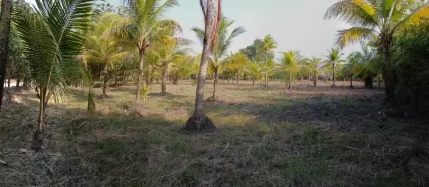 Palm grove on the land in Tela Bay
