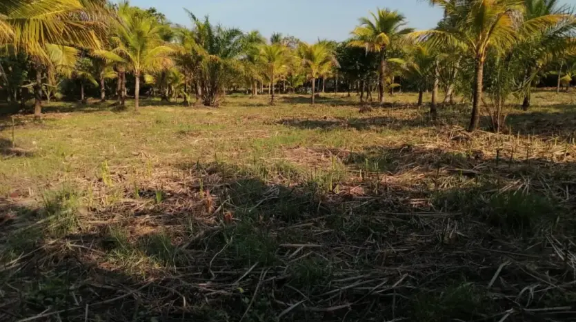 Coconut palms and grass on the land in Tela Bay