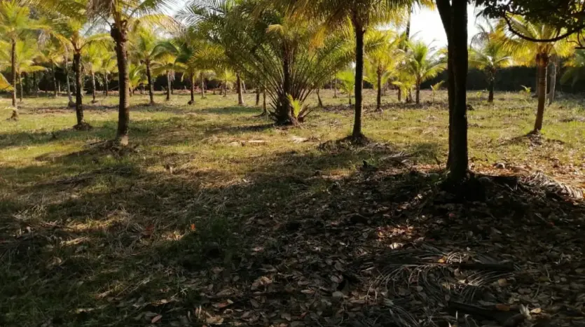 Shaded palm grove on the land in Tela Bay