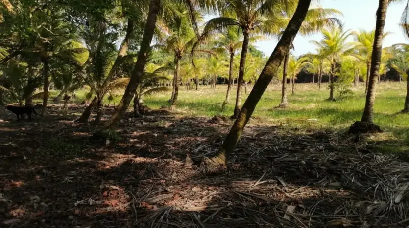 Coconut palms on the 3.5 acre land in Tela Bay