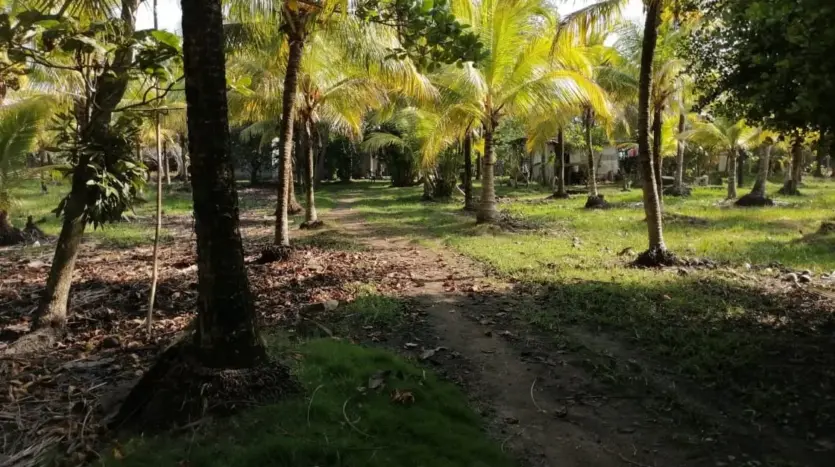 Path through the palm grove on the land in Tela Bay