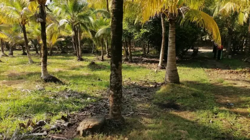 Palm trees on the land for sale in Tela Bay