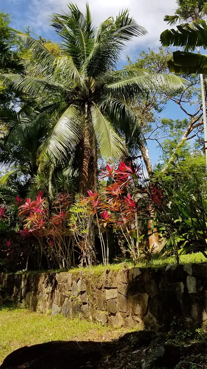 Palm tree and garden wall at Villa Mangos, Trujillo