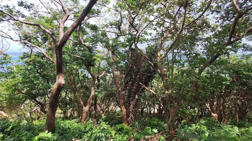 Possible building area among the trees