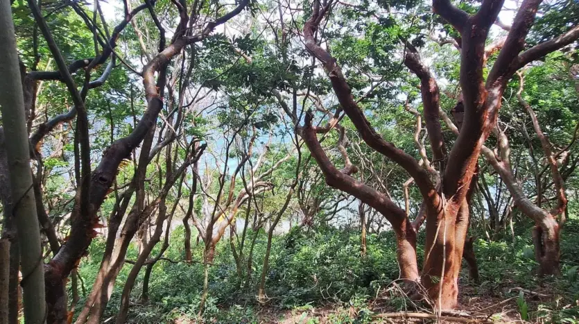 Forest on the property