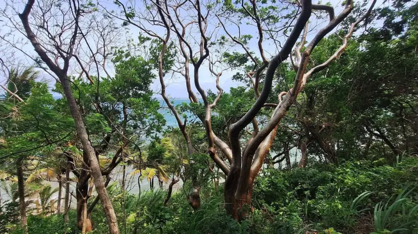 Native trees on the hillside