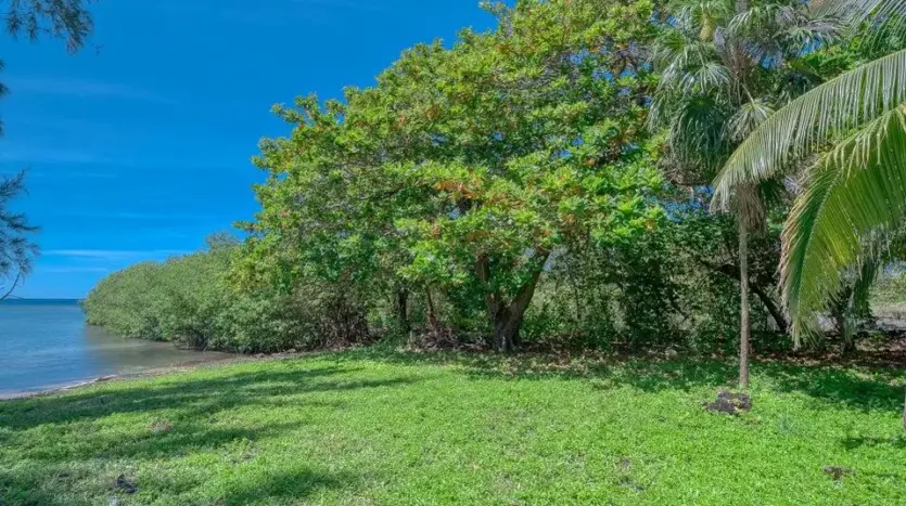 Área de césped frente al agua con palmeras