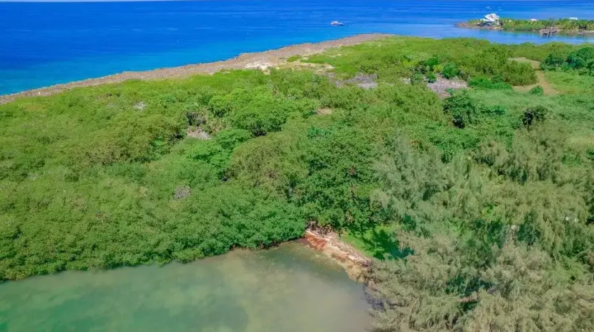 Borde de manglar y aguas poco profundas