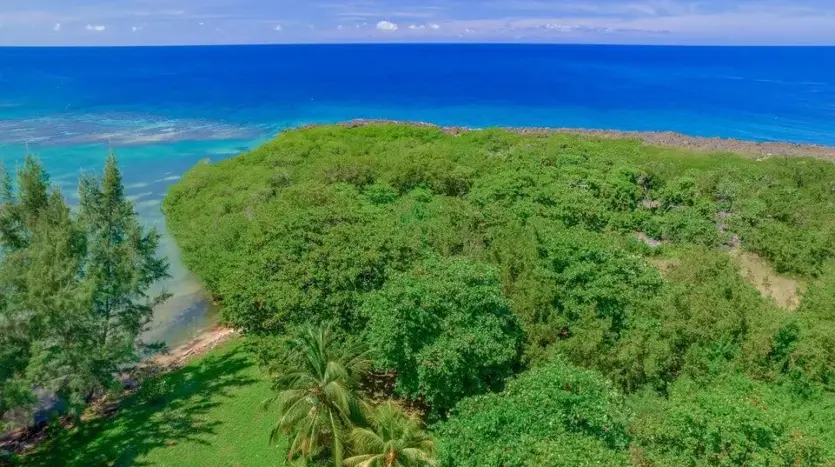 Palmeras y árboles a lo largo de la orilla