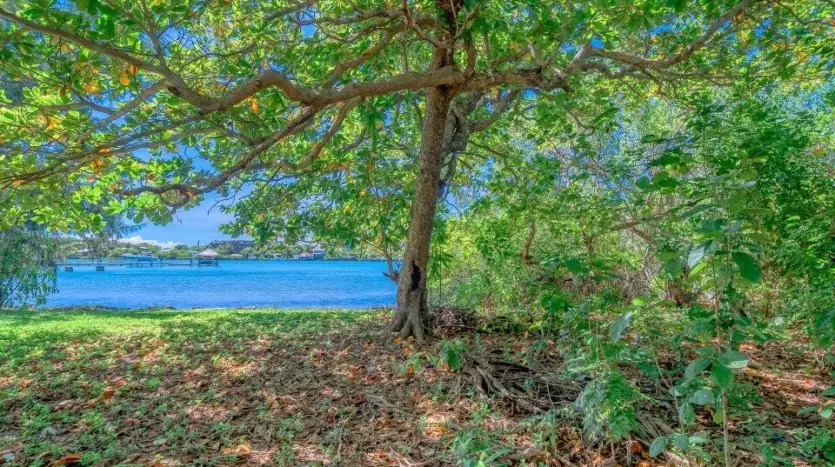 Gran árbol de sombra con vista a la bahía