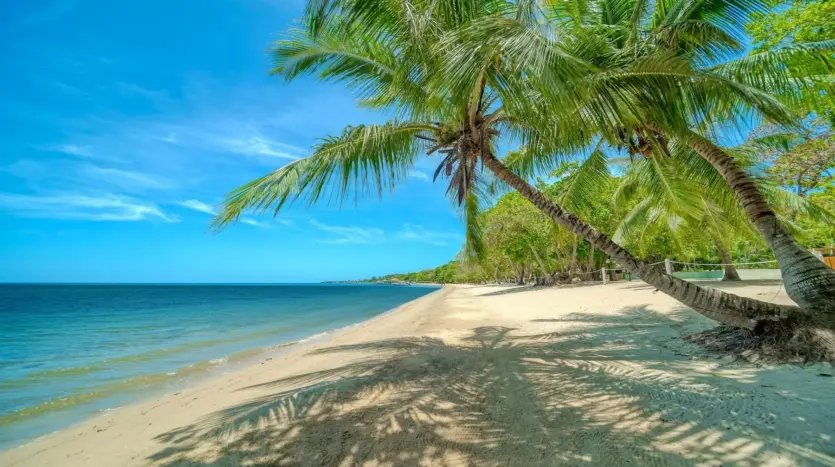 Palm-lined white sand beach in West Bay